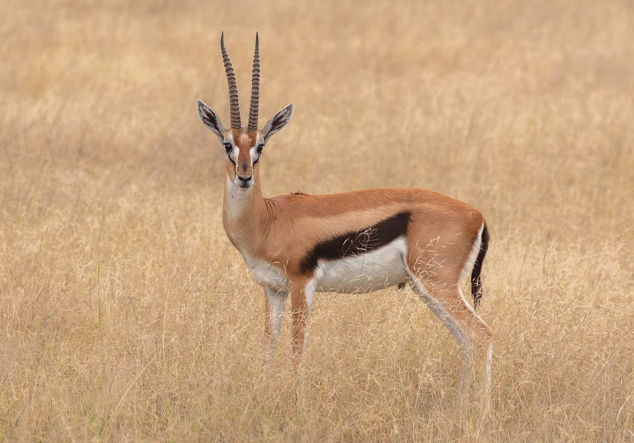 A Thomson's gazelle with a black side stripe and white rump bounding across short-grass savanna plains.