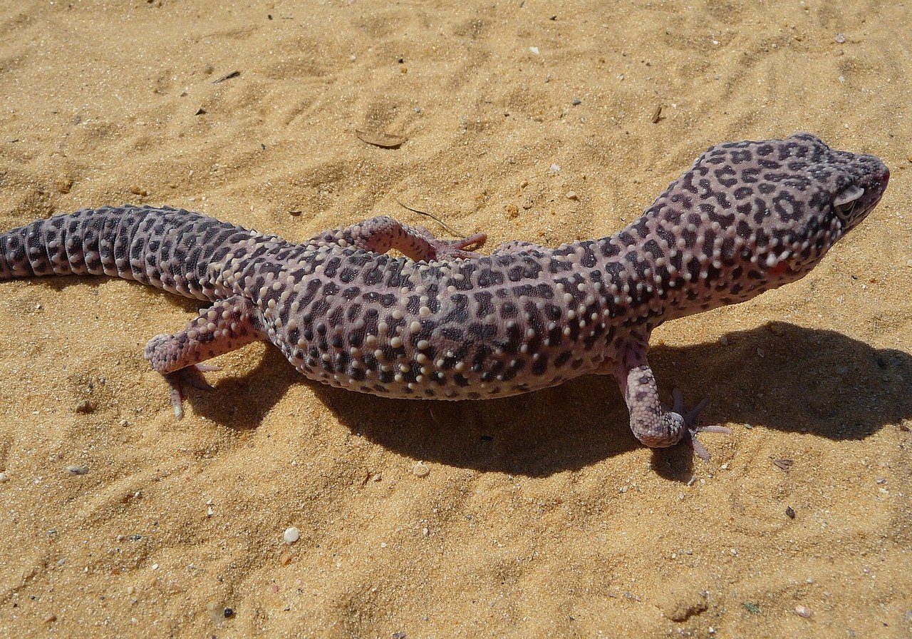 Gecko — lizard with specialised toe pads for climbing