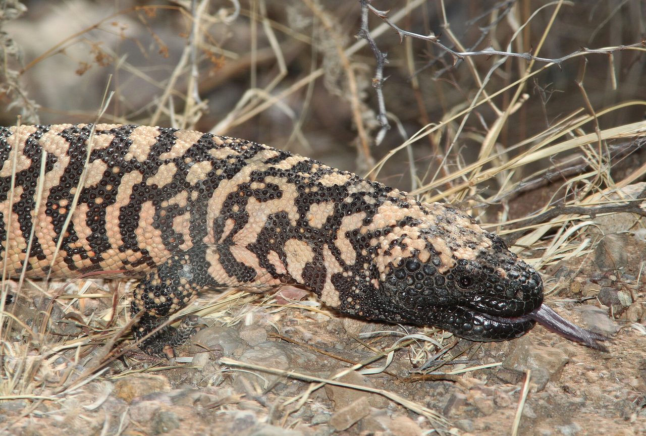 A reticulate Gila monster (Heloderma suspectum) crawling across rocky desert ground with its forked tongue extended, photographed in natural scrubland habitat at Patagonia Lake, Arizona.