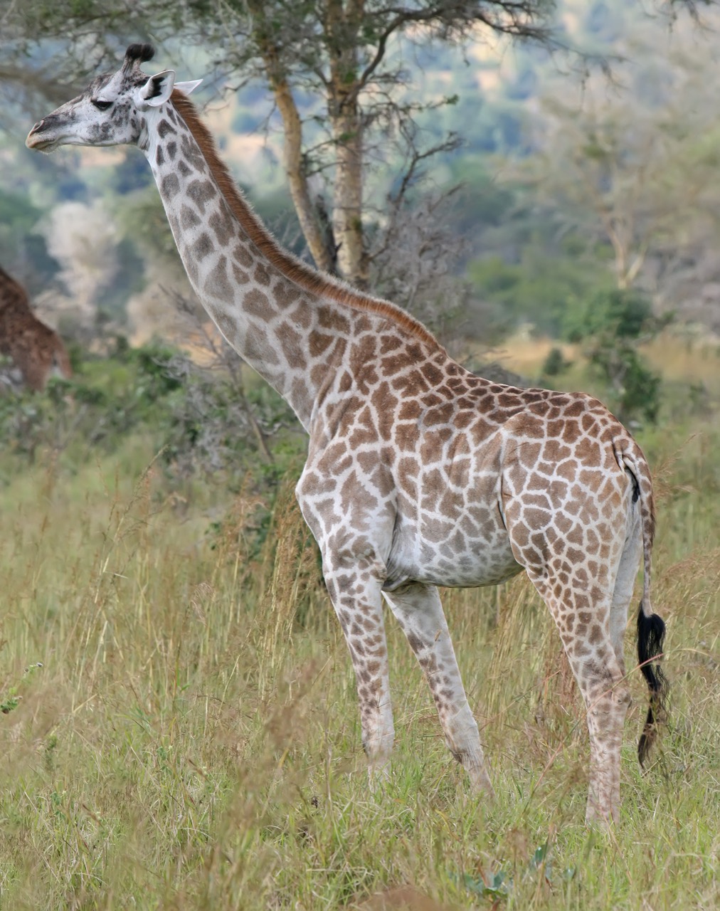 An adult Masai giraffe browsing on an acacia tree against the open savanna of East Africa, its long neck reaching into the canopy