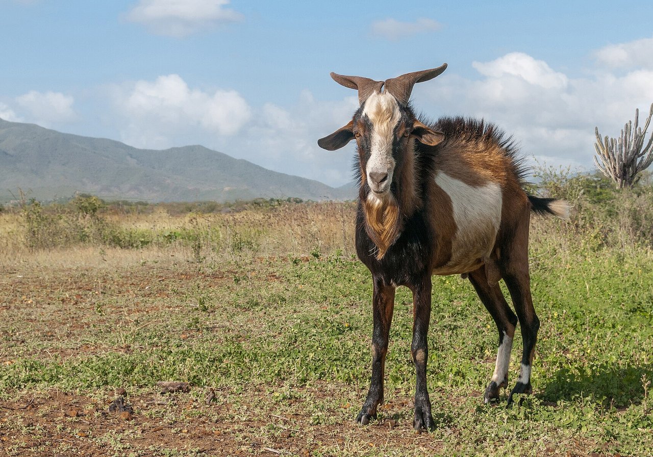A horned domestic goat standing on a rocky outcrop, browsing leaves with alert ears and balanced footing on uneven stone.
