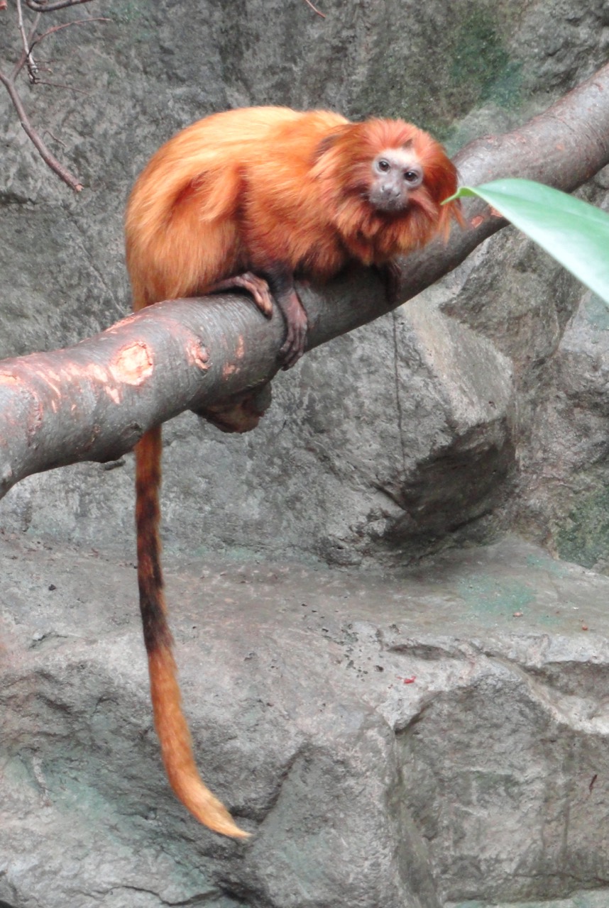 A golden lion tamarin with a flame-coloured silky coat and a dark face framed by a lion-like mane, perched on a mossy branch in dense Brazilian Atlantic Forest.