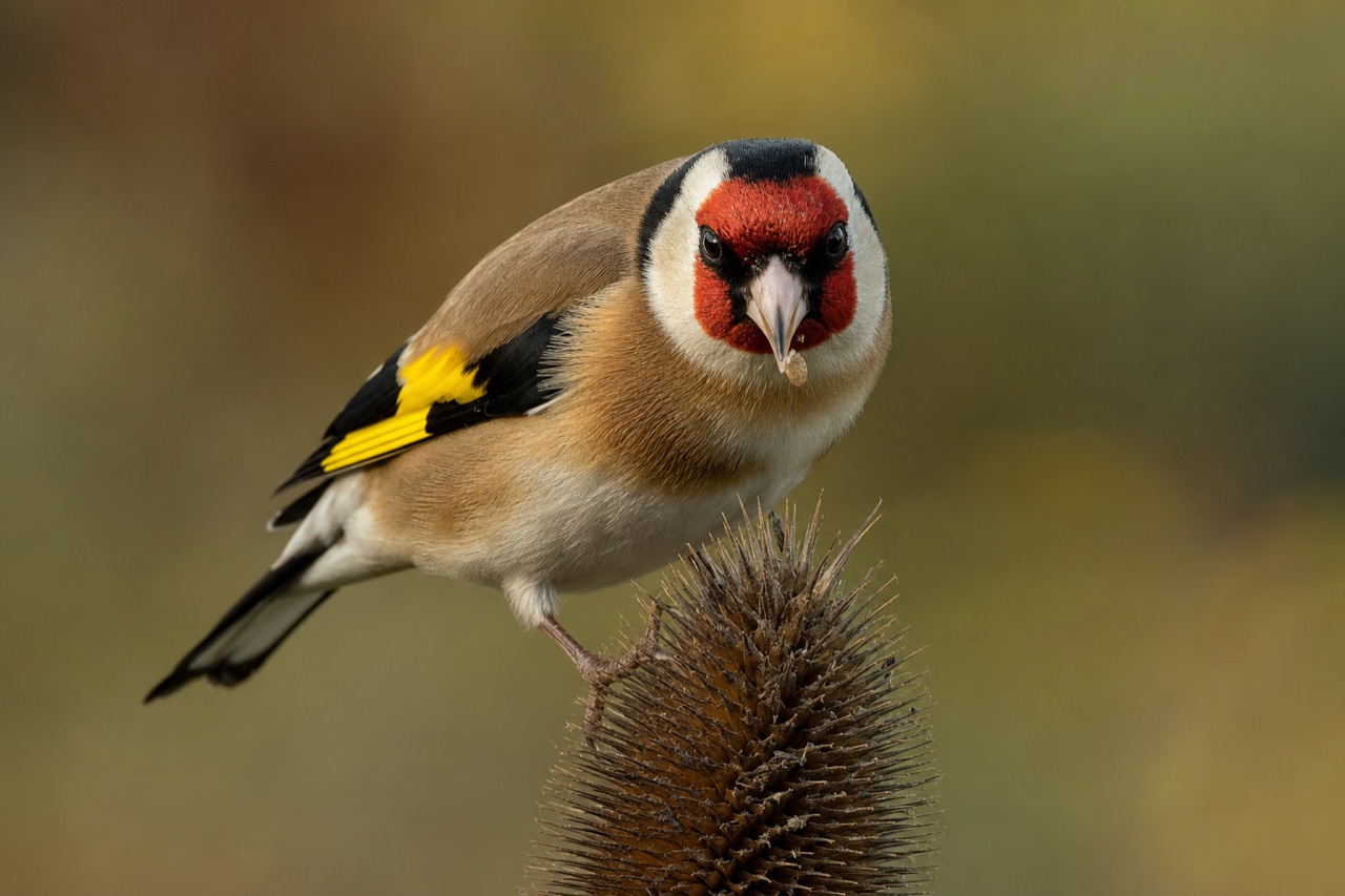 European goldfinch with red face mask, black and white head pattern and golden wing bars feeding on a nyjer seed feeder in a sunny garden