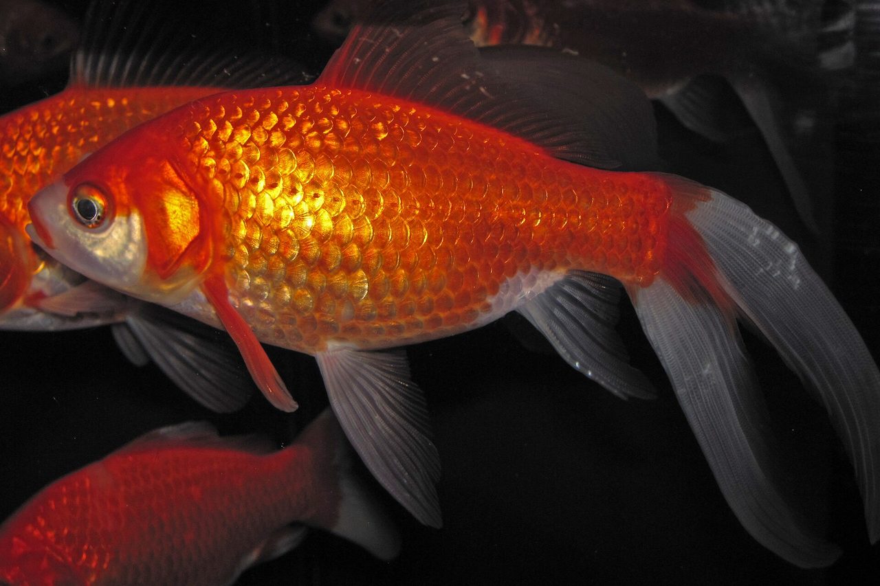 A vivid red-orange common goldfish (Carassius auratus) with flowing white-tipped fins swimming in dark water among other goldfish.