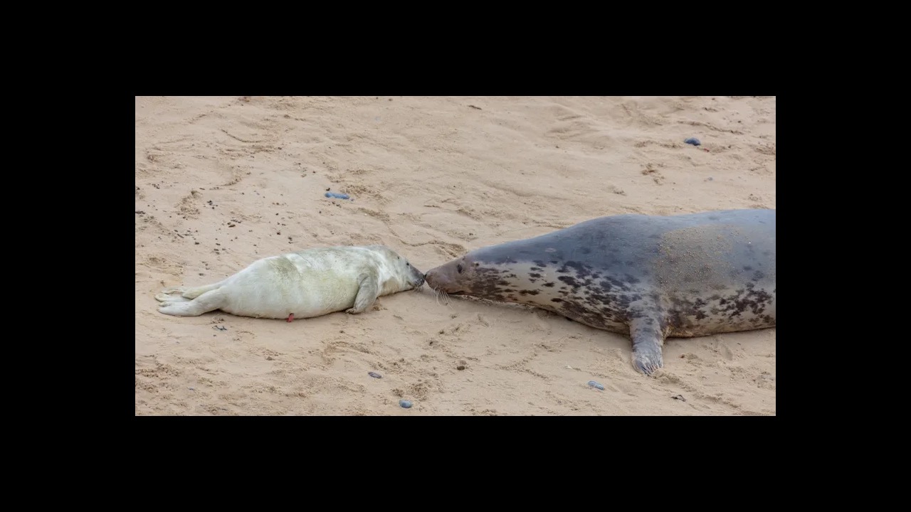 Grey seal pup with white lanugo coat