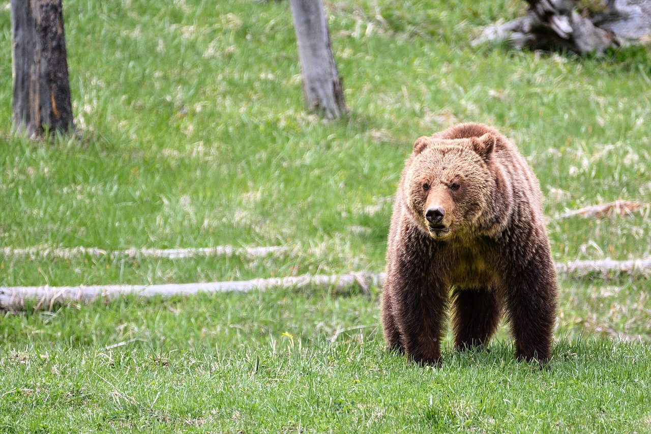 A large grizzly bear (Ursus arctos horribilis) walking across green grass in Yellowstone, its thick brown fur and muscular build clearly visible, with trees in the background