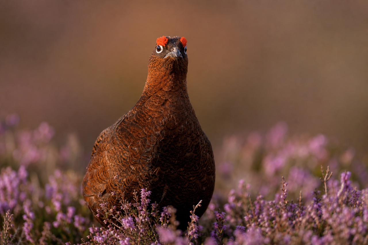 Red grouse with reddish-brown plumage and white leg feathers standing on purple heather moorland under overcast sky