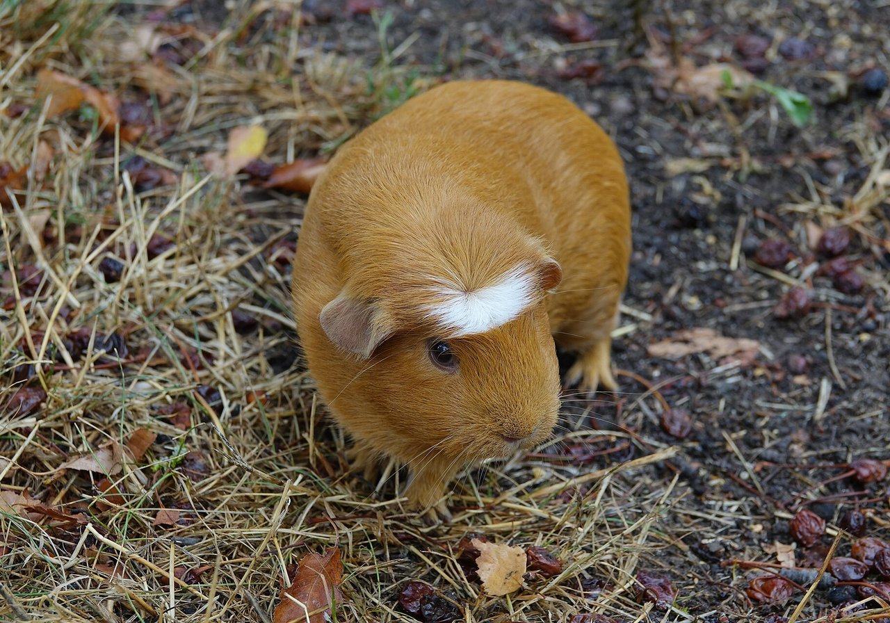 Two domestic guinea pigs with smooth coats sharing fresh vegetables on hay bedding in a spacious indoor enclosure.