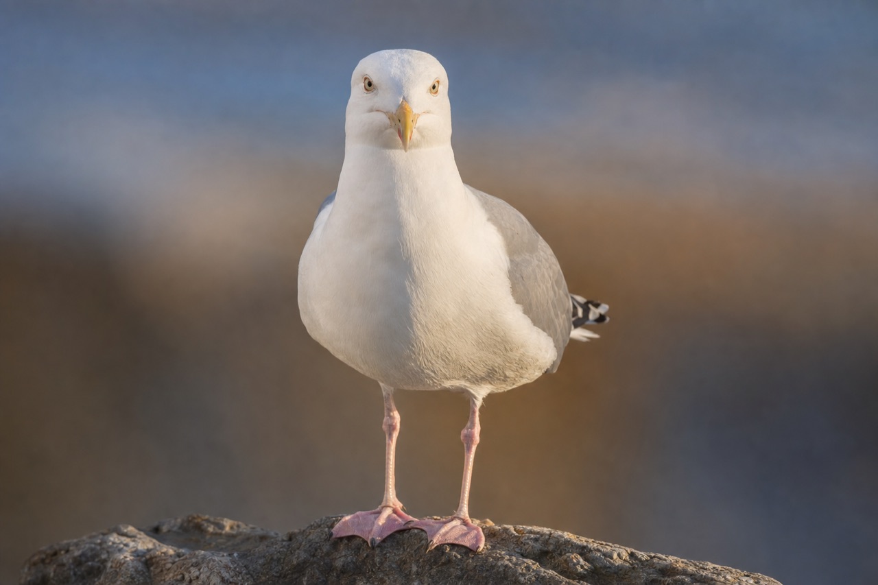 Mixed flock of gulls with varied plumage standing on a rocky coastline beside the sea at low tide