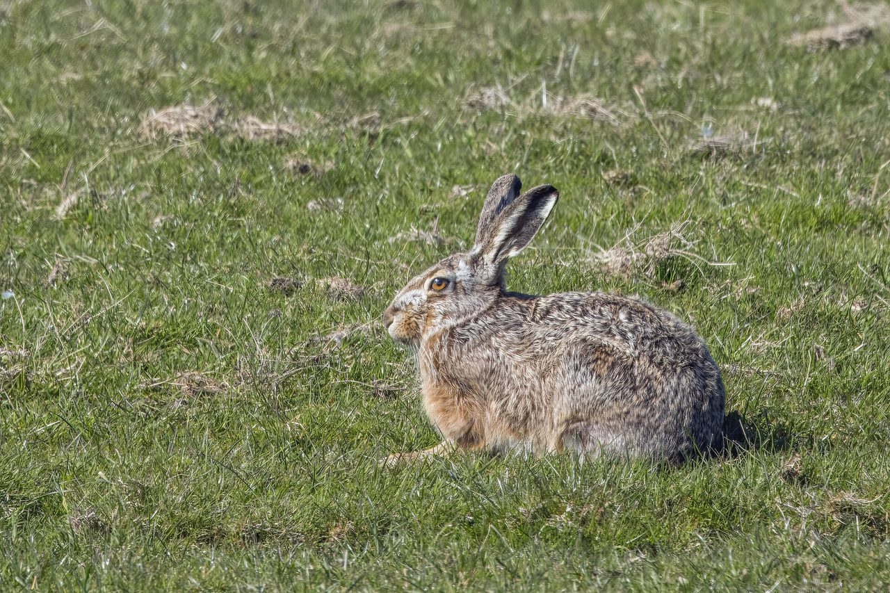 A European brown hare (Lepus europaeus) resting in an open grassy field at Marken, Netherlands, showing its characteristic tawny-grey fur, long black-tipped ears, and large amber eye