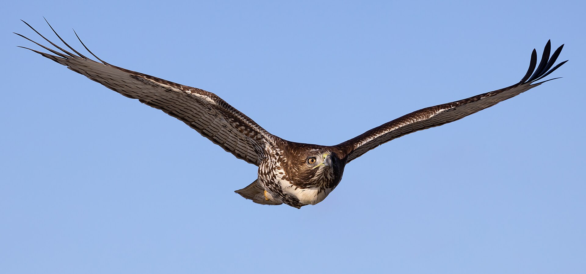 A red-tailed hawk (Buteo jamaicensis) soaring in open flight directly toward the camera against a clear blue sky, wings fully spread showing brown upper plumage and pale barred flight feathers