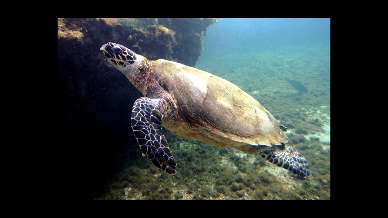 Hawksbill turtle on coral reef
