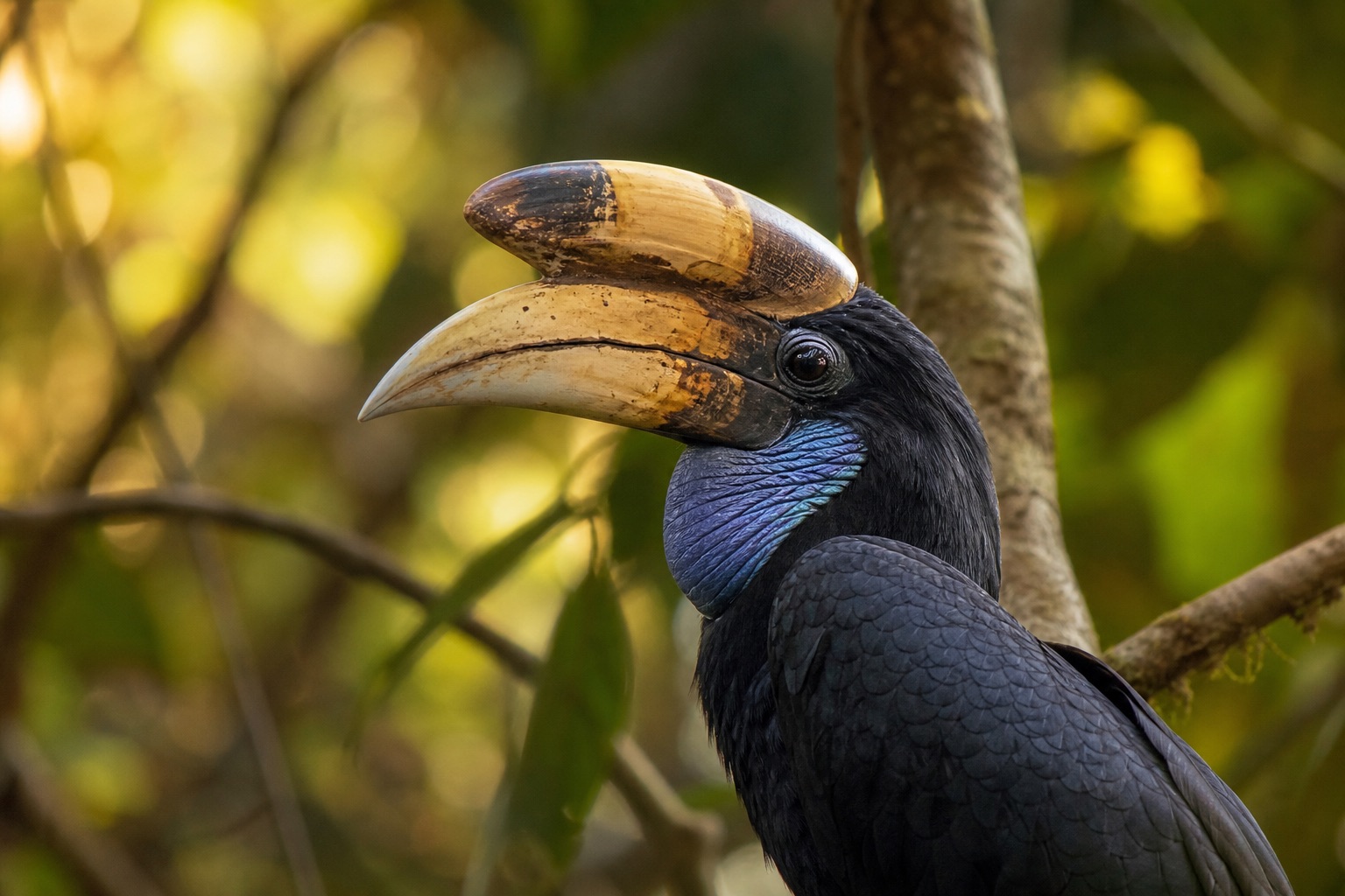 Helmeted hornbill in flight showing the solid red casque, black-and-white plumage and long central tail feathers