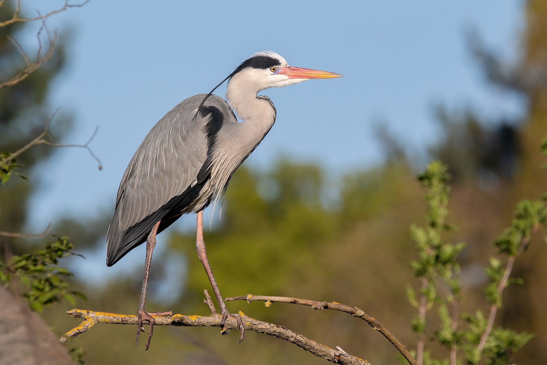 A grey heron (Ardea cinerea) perched on a bare lichen-covered branch against a pale blue sky, displaying its ash-grey back, white neck with black streaks, black crown crest, and long orange-red bill