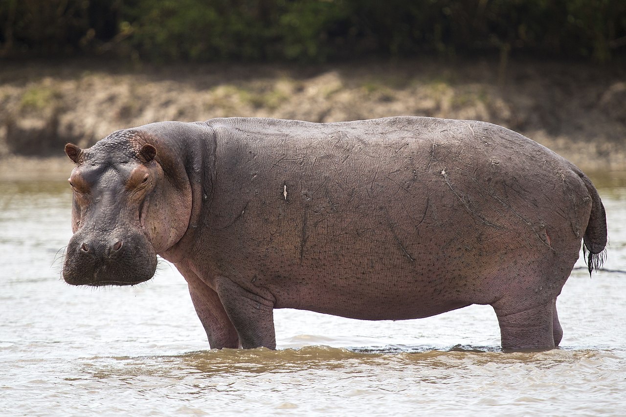 A large common hippopotamus standing in a shallow African river with only its eyes, ears and nostrils above the waterline, its broad pink-grey snout and bulky body partly submerged.