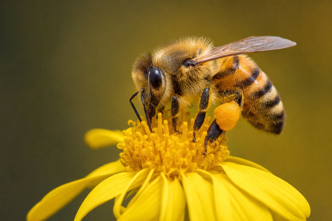 Honey bee with pollen-laden legs foraging on a yellow daisy