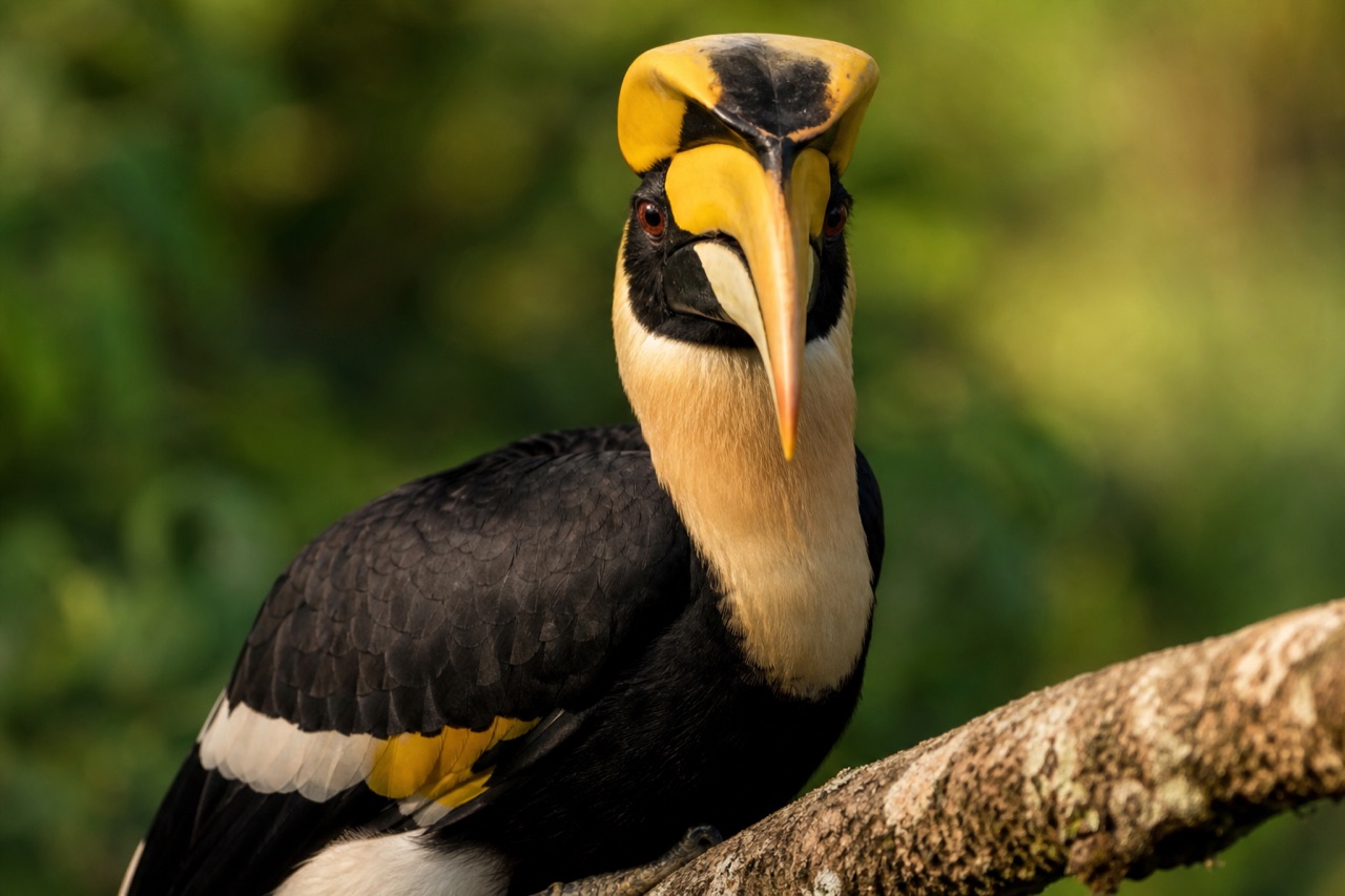Great hornbill with massive yellow and black casqued bill perched on a branch in tropical rainforest canopy