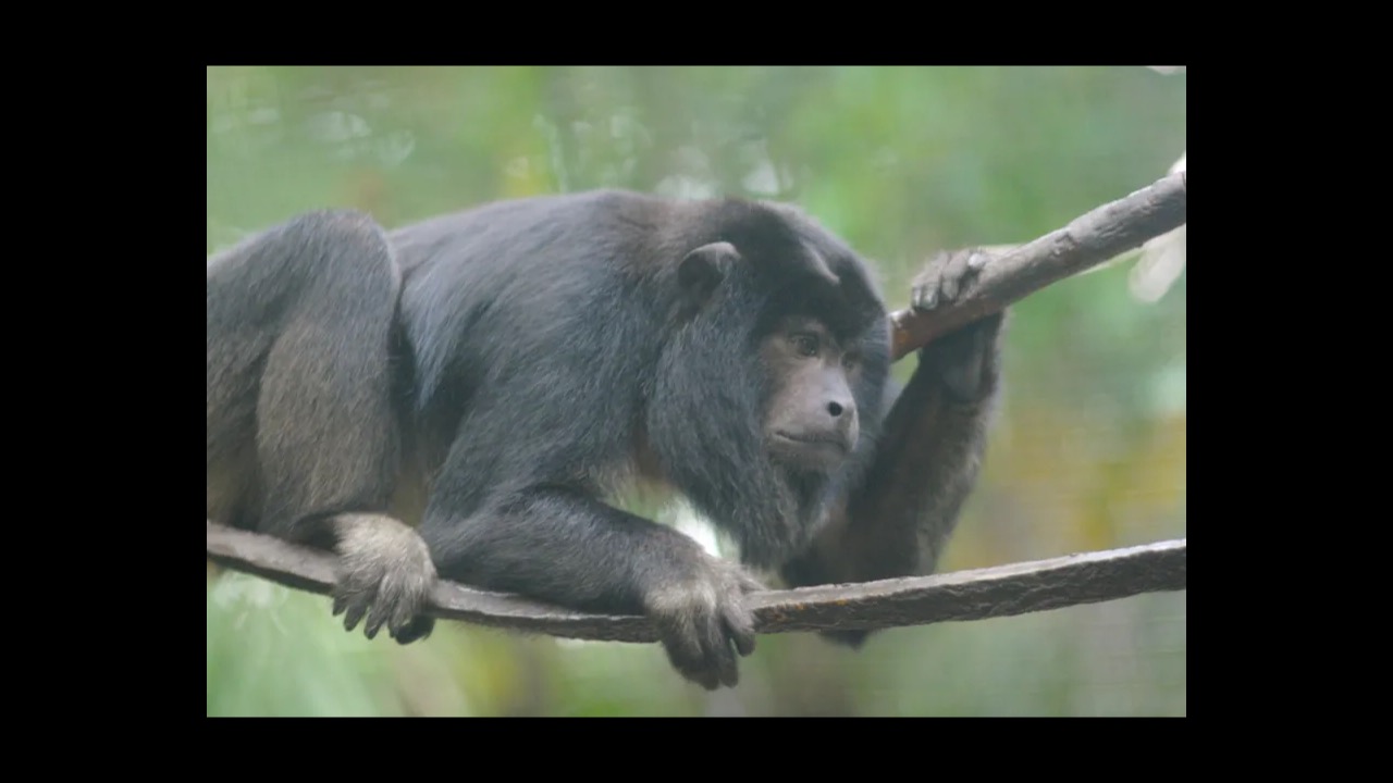 Howler monkey in tropical tree canopy