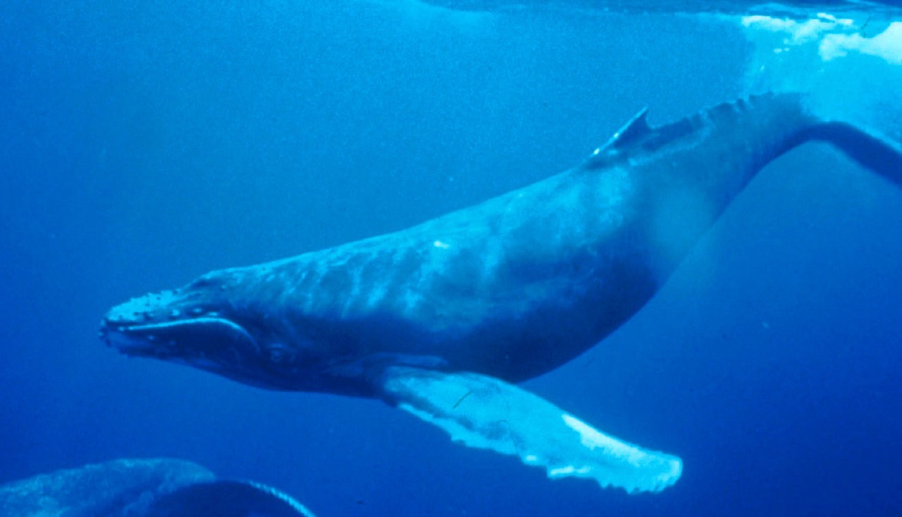 A humpback whale breaching clear of the ocean surface, its long white-edged pectoral fins outstretched and knobbly head streaming water, against a blue sea and sky.
