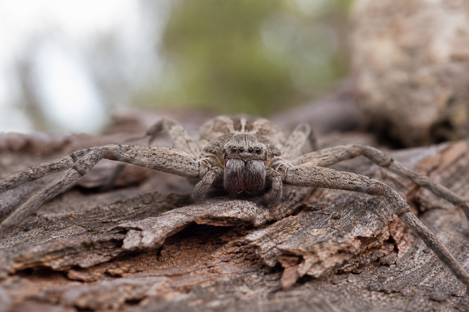 Large flat-bodied huntsman spider with long legs spread wide on a pale indoor wall