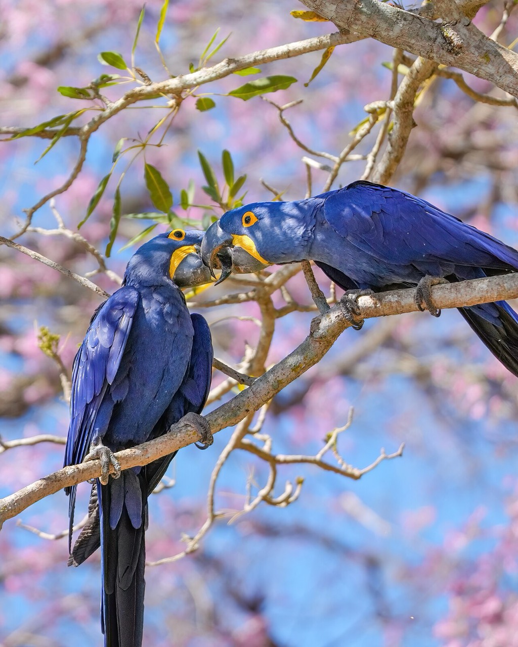 A cobalt-blue Hyacinth Macaw perched on a palm branch in the Brazilian Pantanal, its bright yellow eye-ring and lower-beak marking vivid against deep blue plumage as it grips an acuri palm nut in its massive black beak.