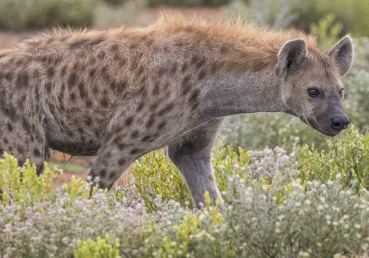 A spotted hyena with a sloping back and mottled coat standing alert on golden savanna grassland at dusk.