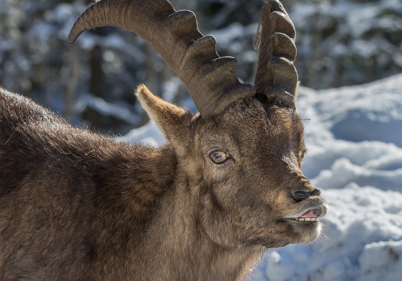 A male Alpine ibex with massive curved horns standing on a rocky mountain ledge above alpine meadows.