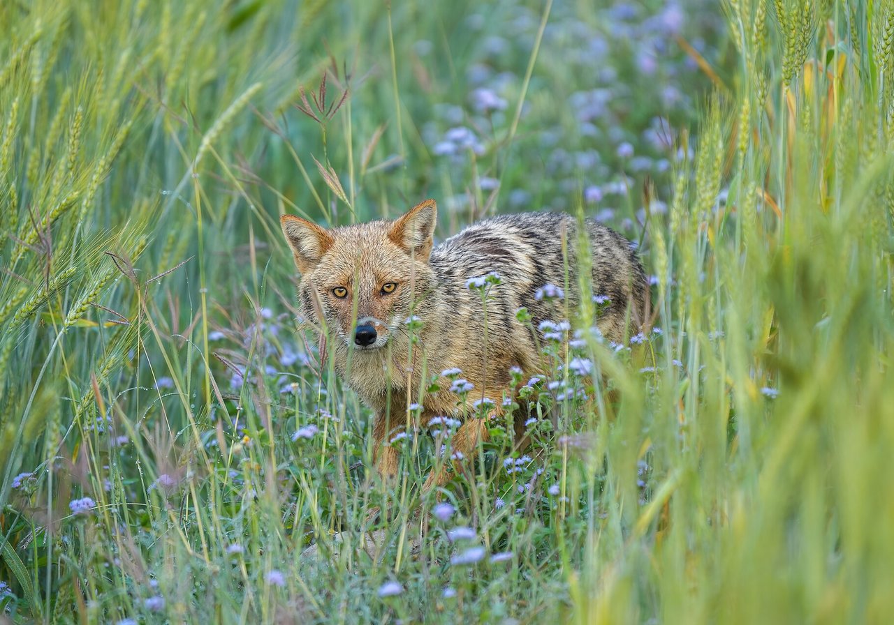A golden jackal with sandy fur and pointed ears standing alert on dry grassland at dawn in South Asia.