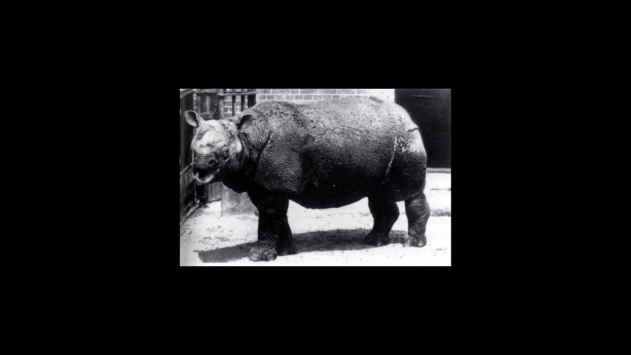 Javan rhinoceros browsing in tropical rainforest undergrowth