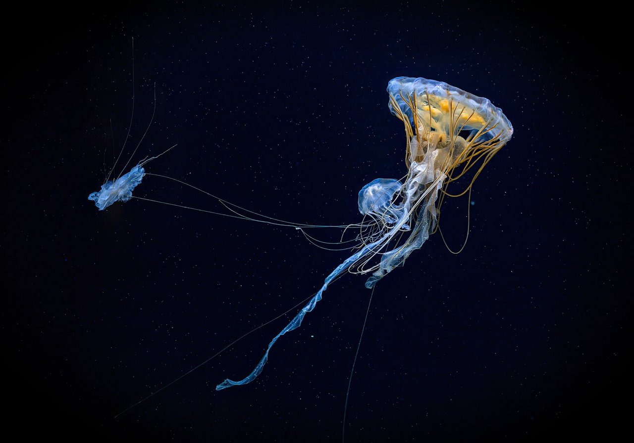 Jellyfish — cnidarian invertebrate, not a fish