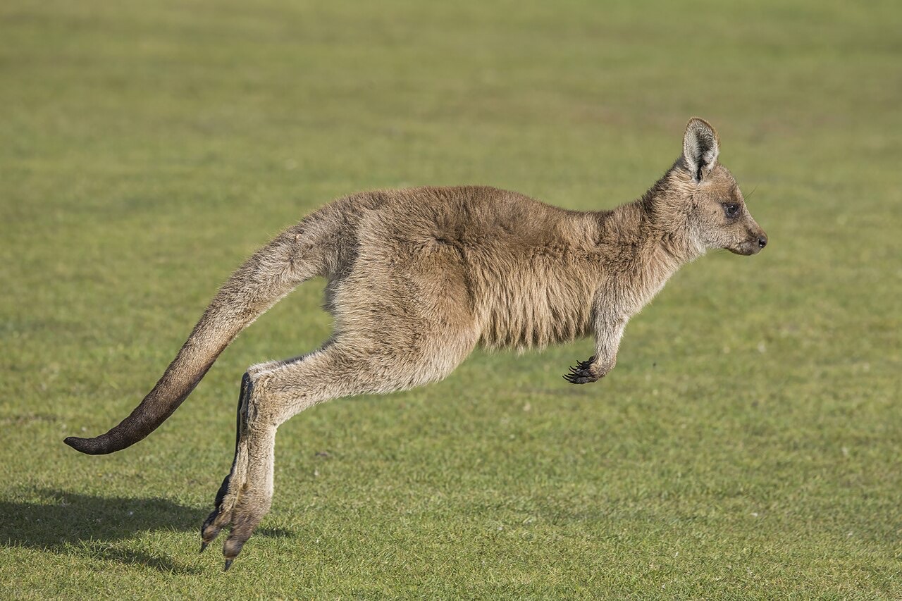 A red kangaroo standing upright on its hind legs and tail in the Australian outback, with a joey's head peeking out of the mother's front pouch