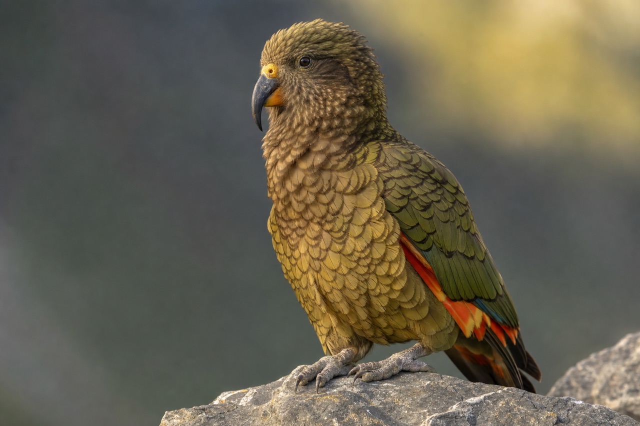 Kea alpine parrot perched on a rocky mountain outcrop