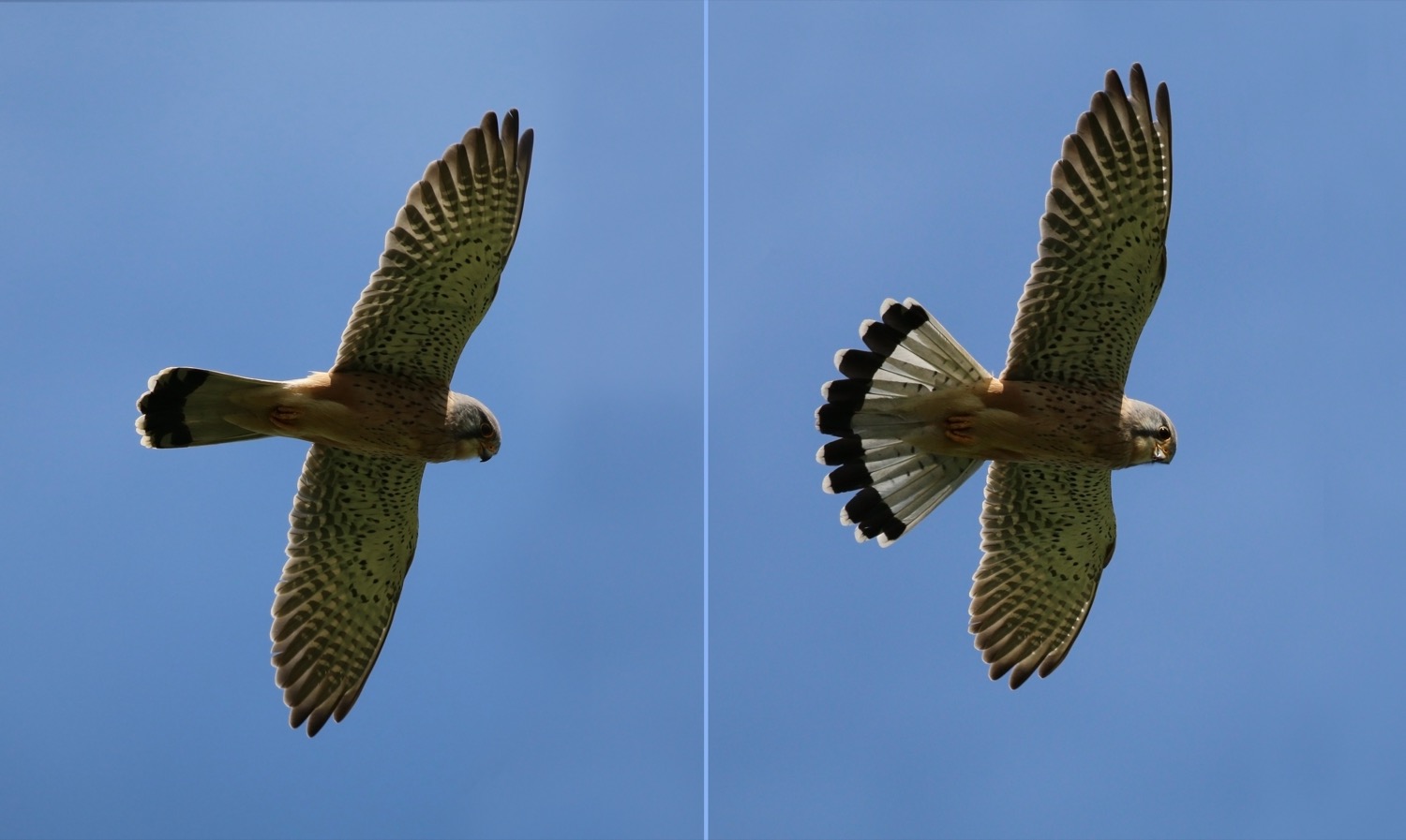 A common kestrel hovering with fanned tail and beating wings against a pale sky, its chestnut-brown back and dark wingtips visible as it hunts over open grassland.