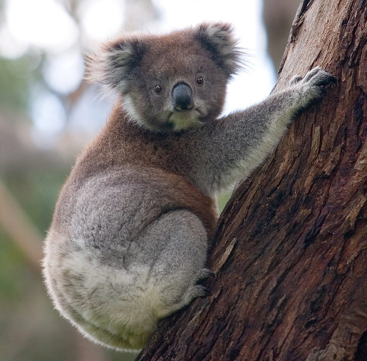 Koala in eucalyptus tree — marsupial, not a bear