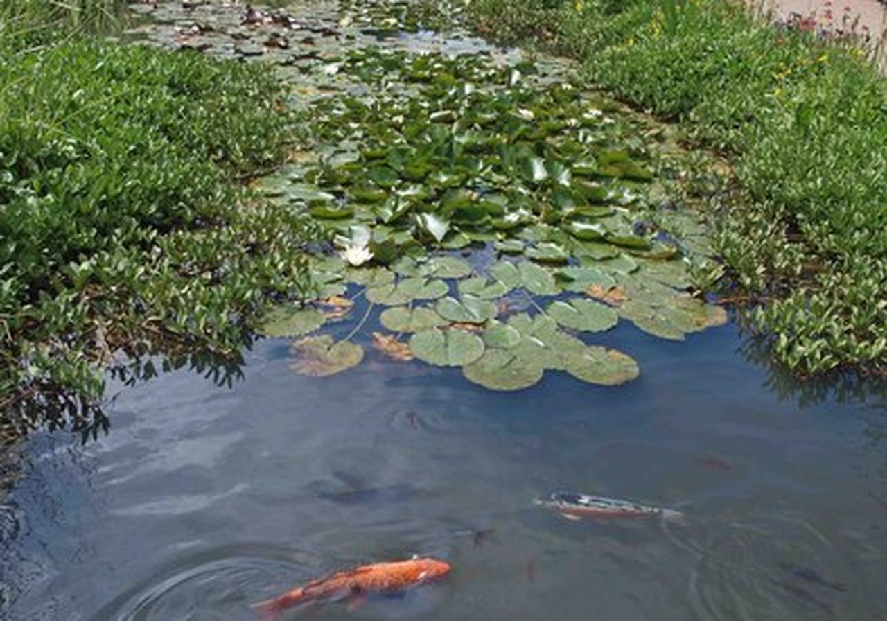 A red-and-white Kohaku koi gliding beneath the surface of a clear garden pond with aquatic plants along the edges.