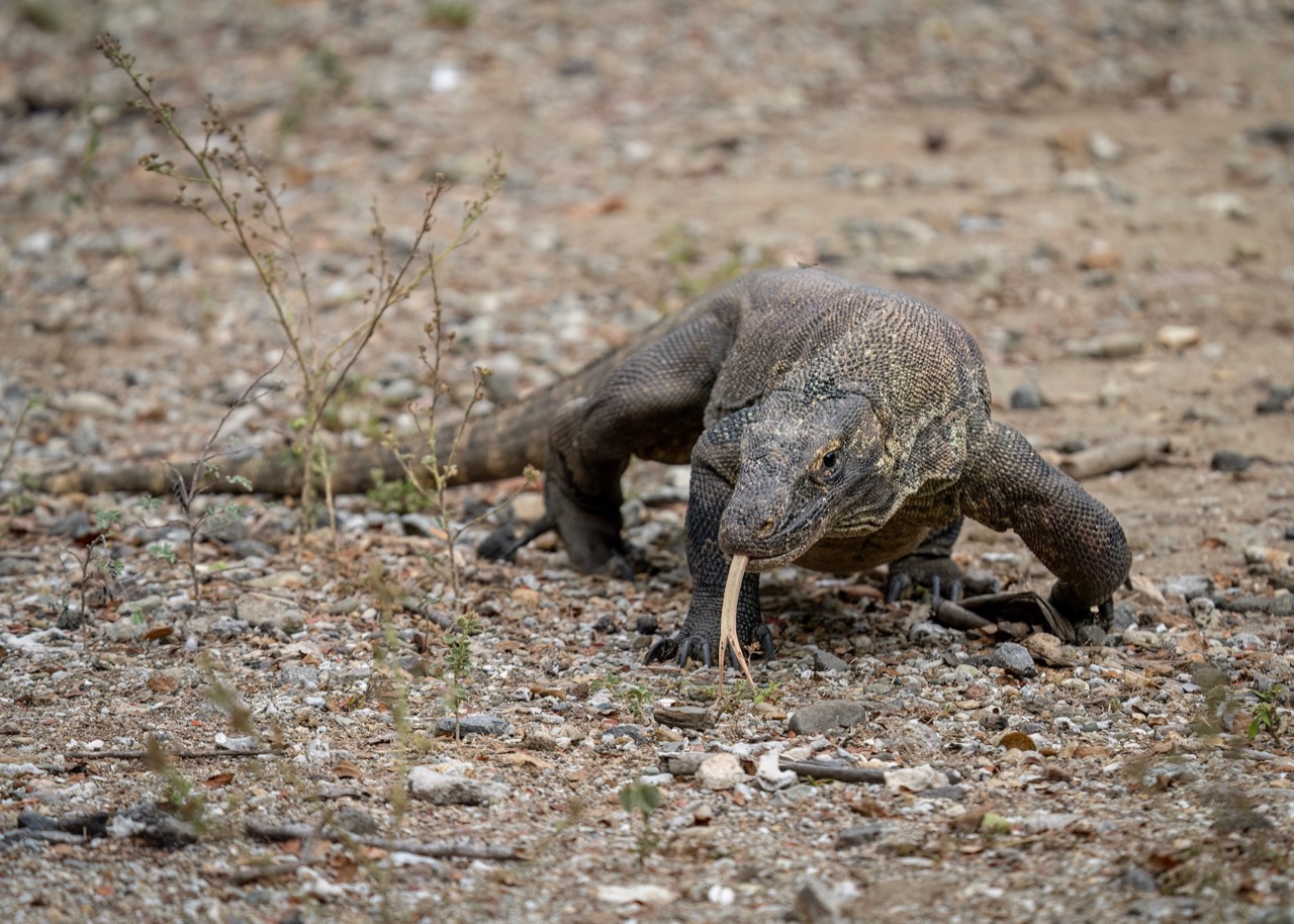 Komodo dragon on dry savanna habitat in Indonesia