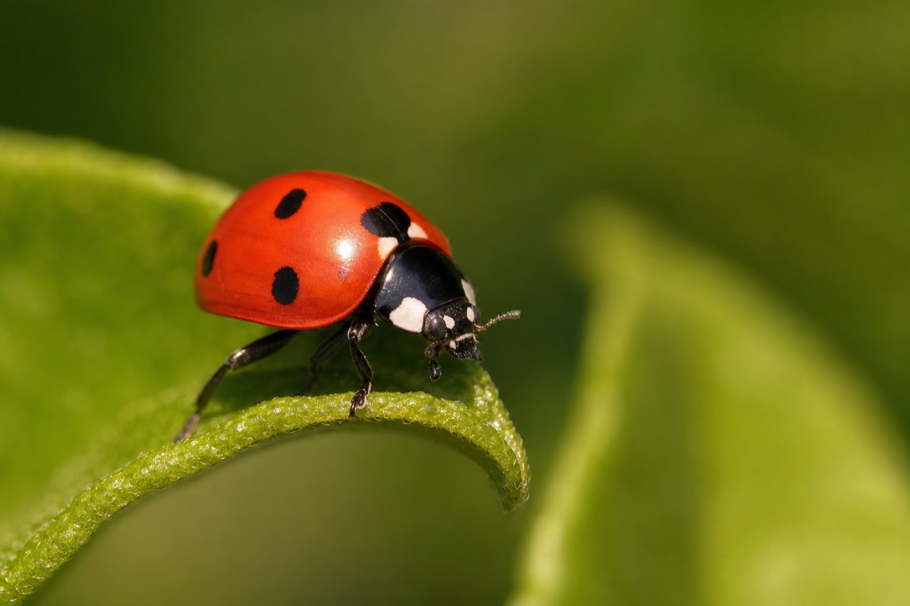 Seven-spot ladybird beetle on a green leaf