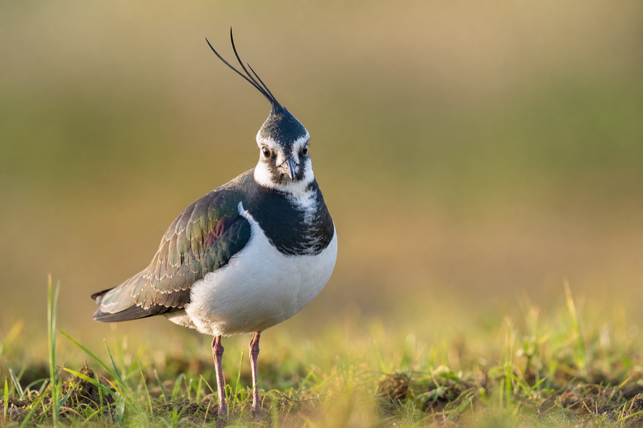 Northern lapwing with iridescent green-black crest and white underparts displaying over damp farmland pasture