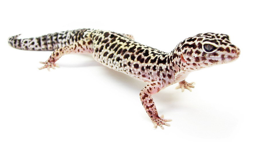 A yellow leopard gecko with black spots standing on sandy ground, its large eyes and thick tail clearly visible.