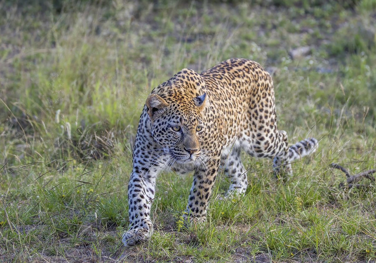 Amur leopard — Critically Endangered on the IUCN Red List