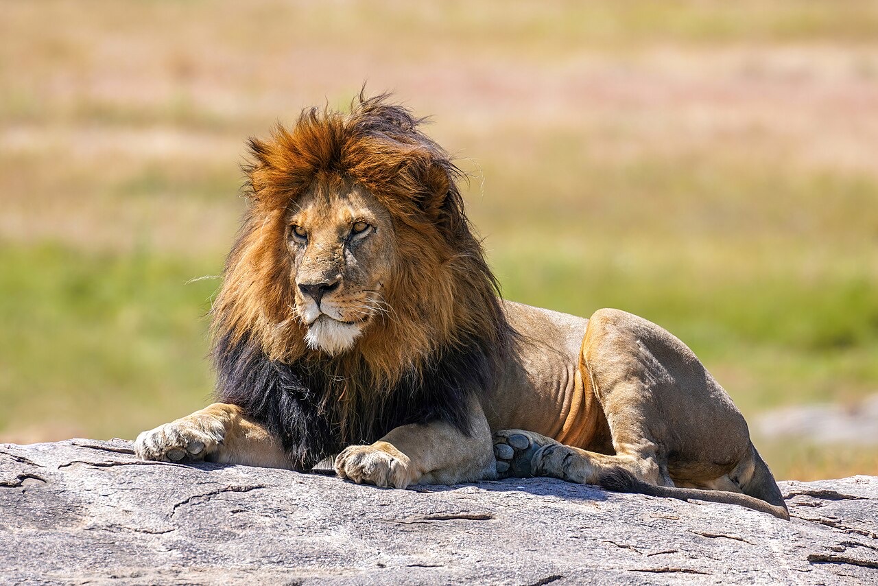 African lion — Vulnerable, declining across fragmented savanna habitat