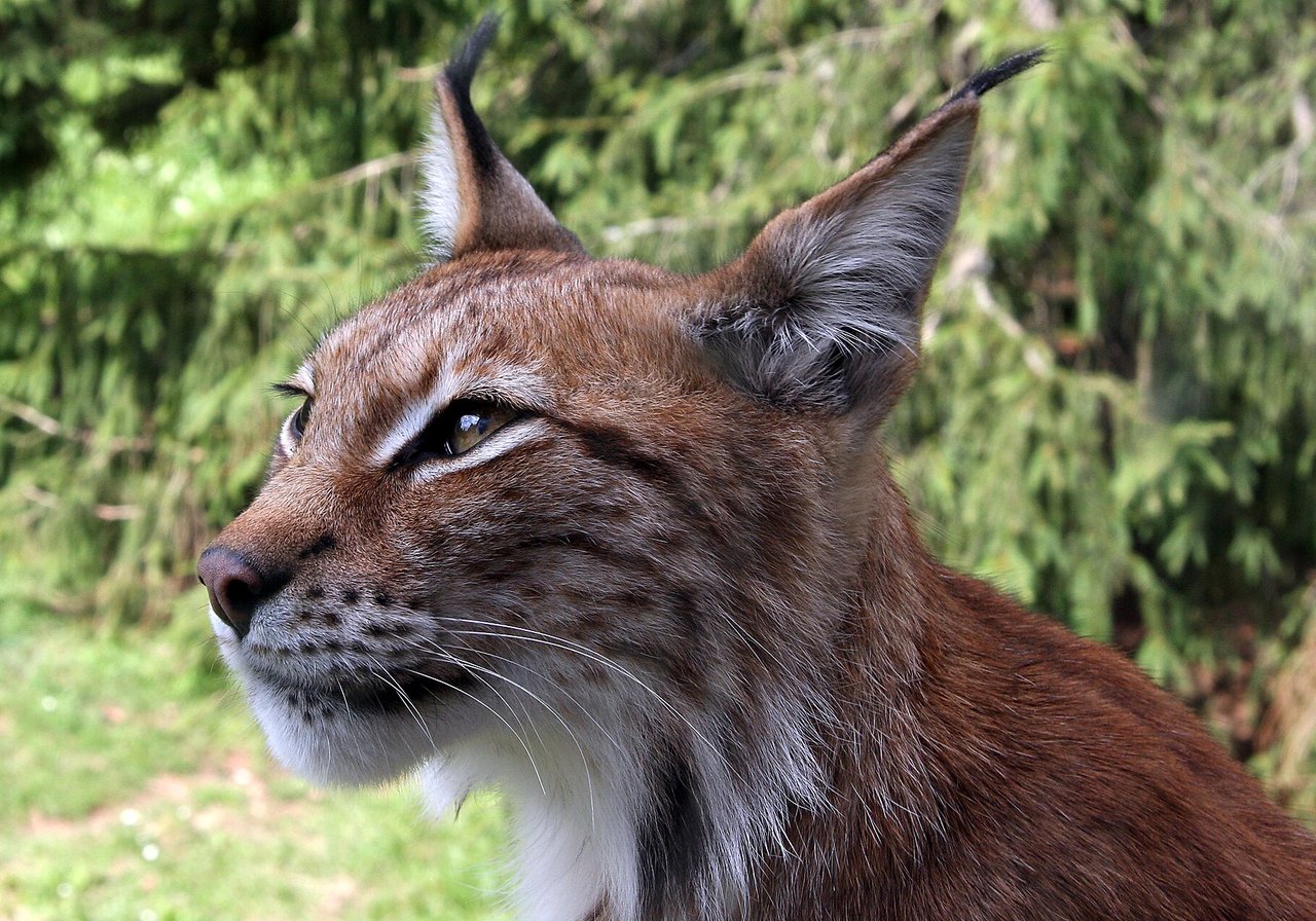 A Eurasian lynx with tufted ears and spotted grey-brown fur standing in snow-dusted boreal forest, its large padded paws visible.