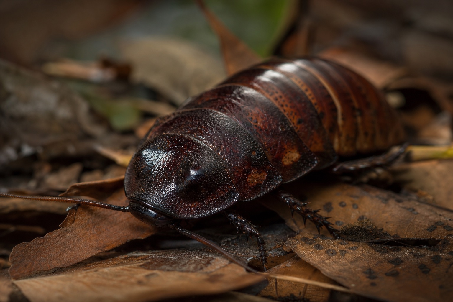 Madagascar hissing cockroach with dark brown segmented body and short horns on a forest floor in Madagascar