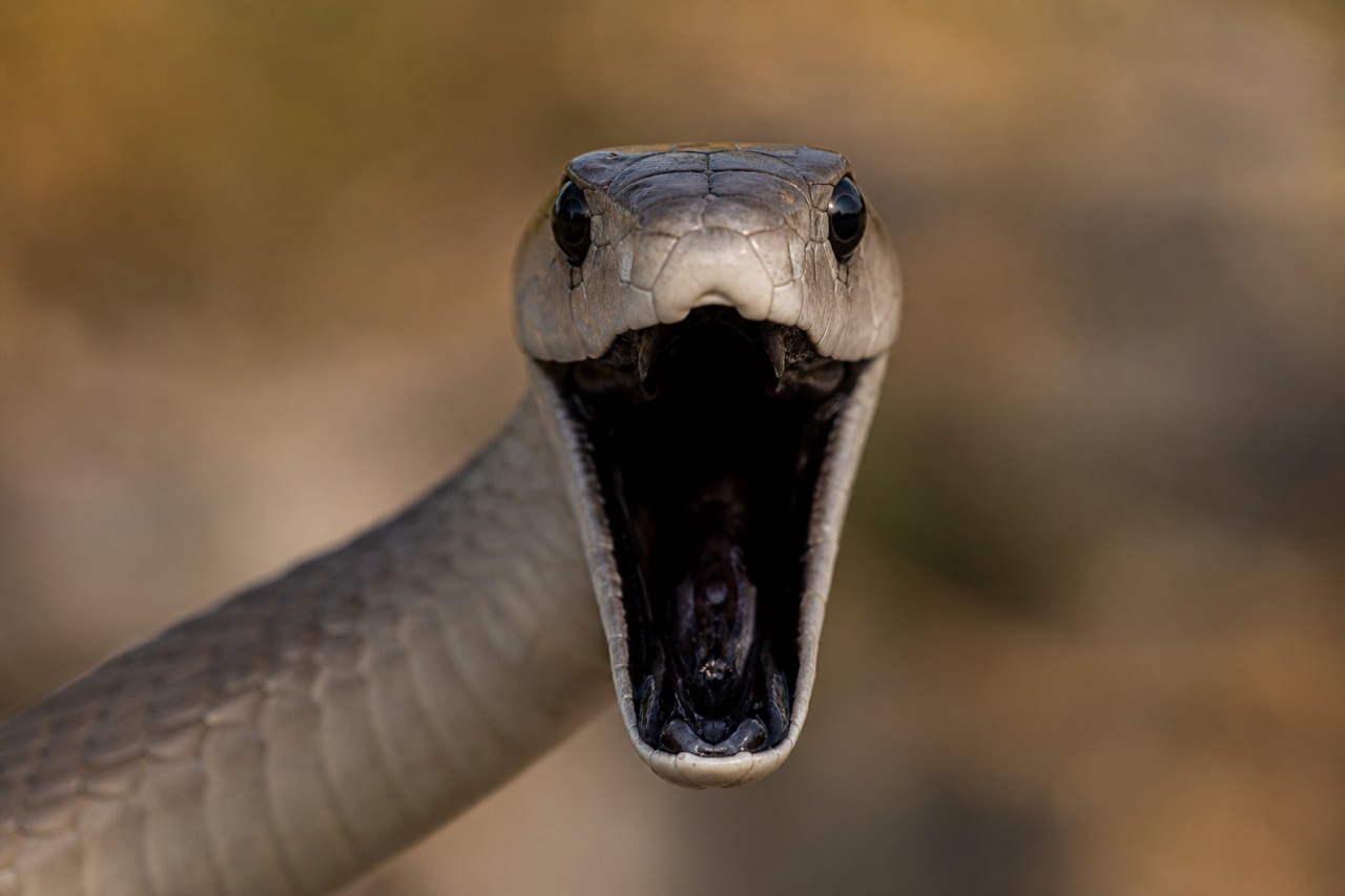 Black mamba raised in defensive posture showing pale grey interior of mouth on dry African savanna with scattered acacia