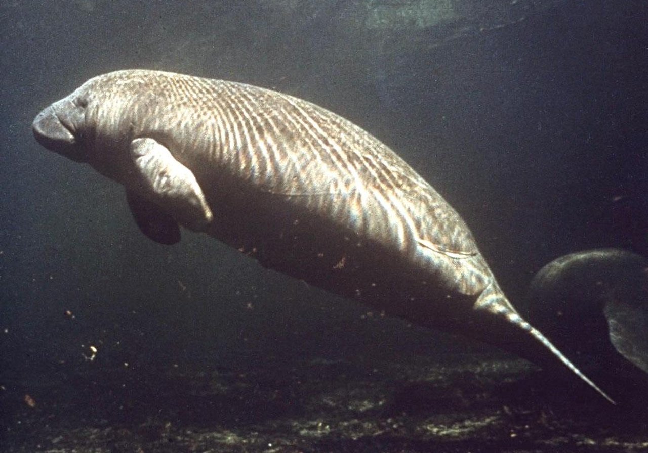 A West Indian manatee gliding through clear shallow water with algae on its grey wrinkled skin.