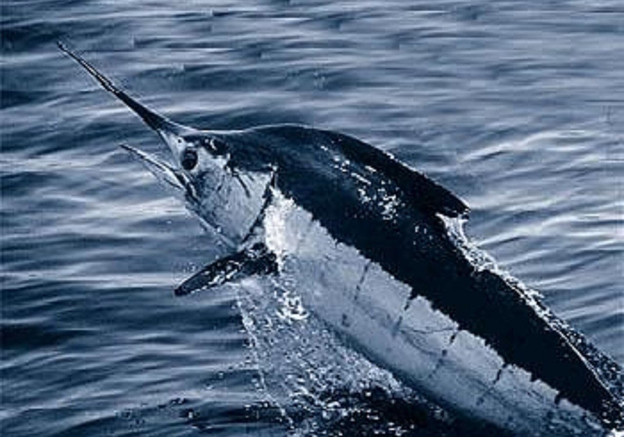 A blue marlin with cobalt-blue flanks, spear-like bill and towering dorsal fin cutting through tropical open ocean swells.
