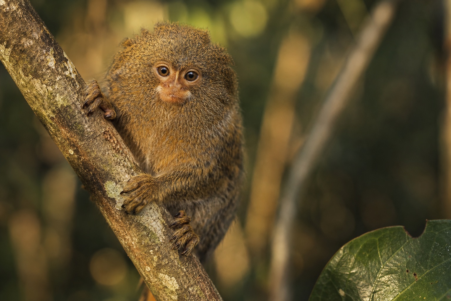 Common marmoset with white ear tufts clinging to a tree trunk in Atlantic Forest edge habitat