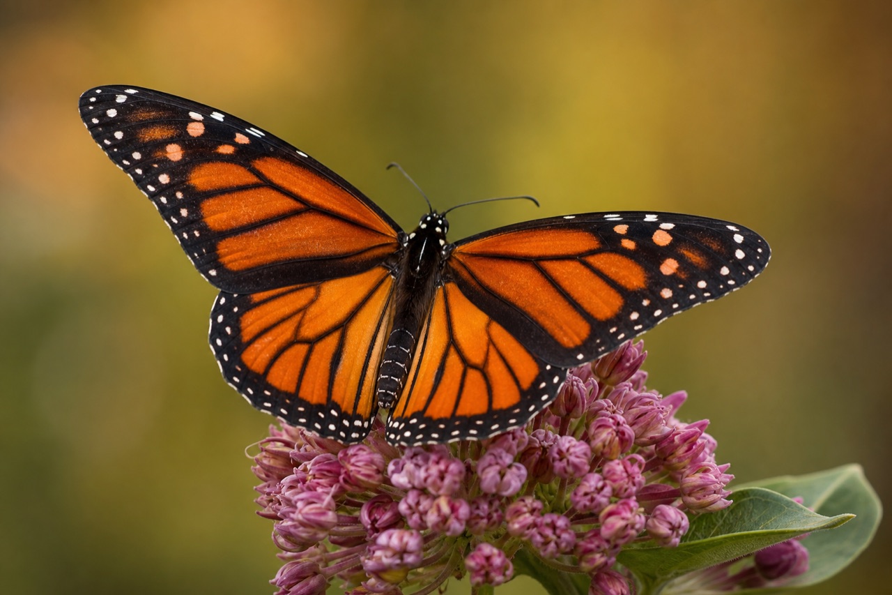 Monarch butterfly with orange and black wings perched on milkweed