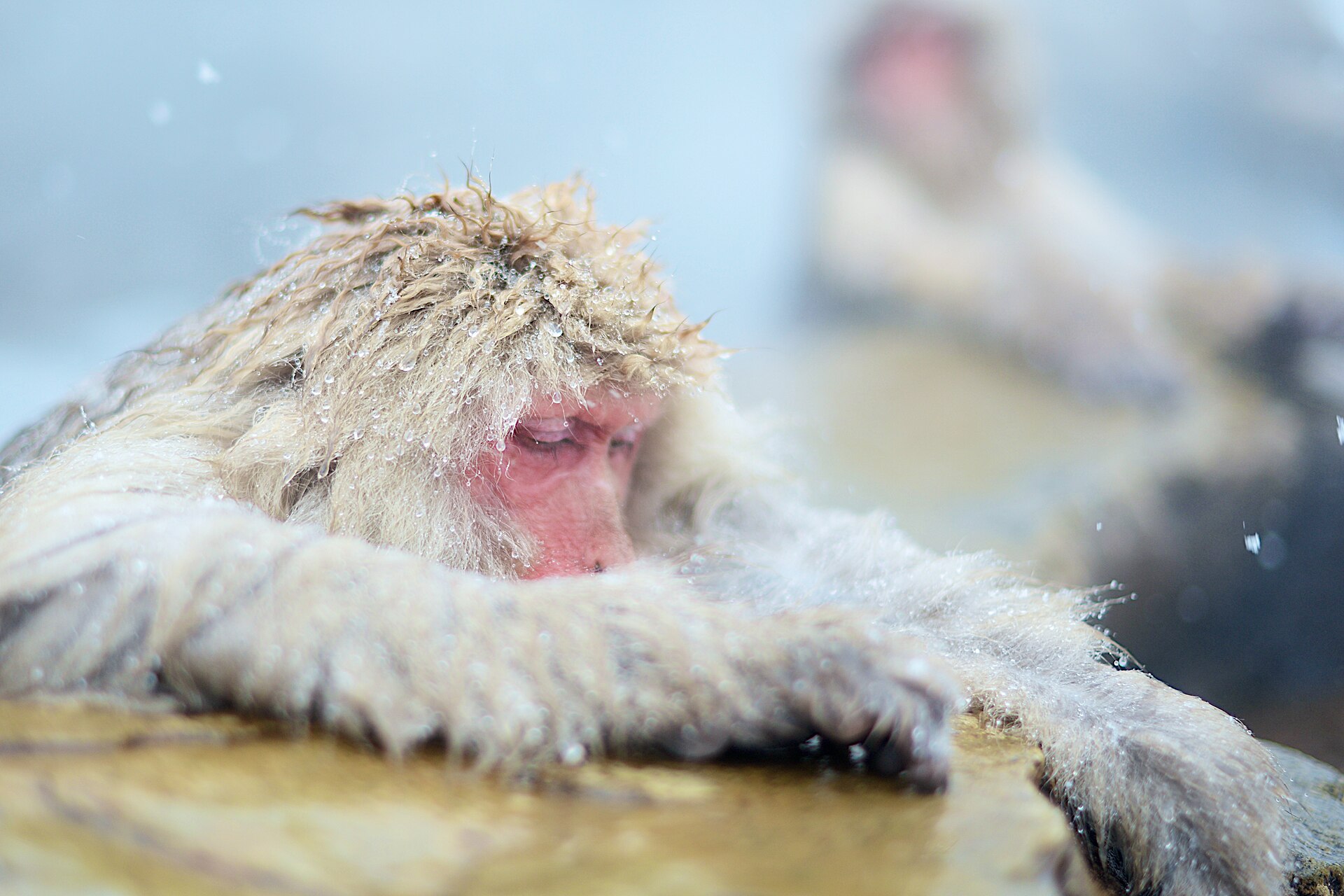 Two Japanese macaques (snow monkeys, Macaca fuscata) resting in a steaming hot spring in winter, snow dusting their thick fur.