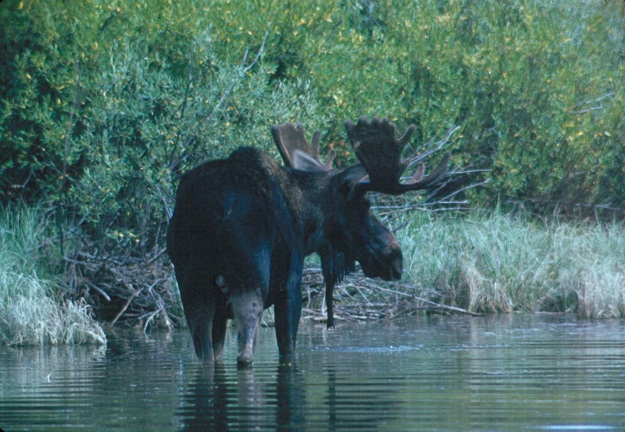 A bull moose (Alces alces) with large palmate antlers standing in a shallow river surrounded by green riparian shrubs and grasses